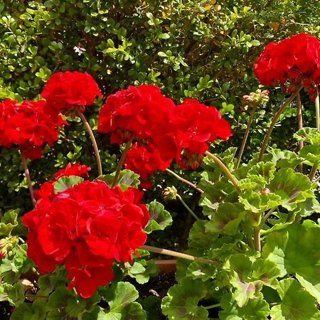 Appartamento "Il Geranio" Trentinara المظهر الخارجي الصورة